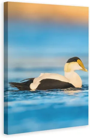 Beautiful Common Eiders Duck Room Aesthetics Posters Canvas Posters Bedroom Decoration Sports Office Decoration Gifts Wall Art Decoration Printing Posters 12x18inchs(30x45cm)