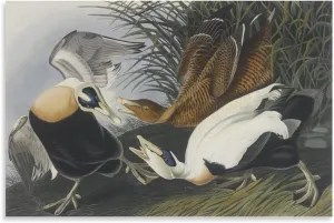 John James Audubon Art Prints Eider Duck 2 Poster Poster Decorative Painting Canvas Wall Art Living Room Posters Bedroom Painting 12x18inch(30x45cm)