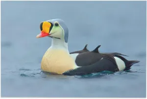 King Eider Duck Red Mouth Room Aesthetics Posters Canvas Posters Bedroom Decoration Sports Office Decoration Gifts Wall Art Decoration Printing Posters 12x18inch(30x45cm)